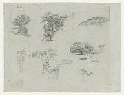 Sketches from South America.  Botanical sketches.   Flying crane.