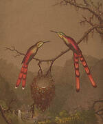 Brazilian Hummingbirds I