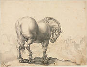 Study of a Stallion