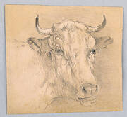 Head of a Cow