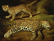 Two Jaguars