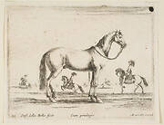 Plate 21: horse, from 'Various animals' (Diversi animali)