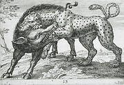 A Leopard Fighting a Boar