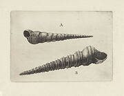 Schelpen, turritella terebra (A) en turritella duplicata (B)