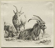 Animalia: Three Goats