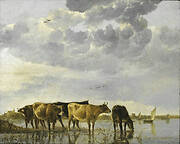 Cows in a River