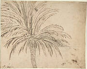 Study of a Palm Tree (recto); Mountain Landscape (verso)