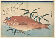 Red rockfish (Akodai) with Bamboograss, with inscription