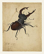 Stag Beetle