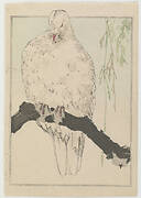 Dove, from Seitei's Picture Album of Birds and Flowers Vol. 3