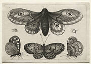 Muscarum Scarabeorum, vermiumque Variae Figure & Formae: A Moth, Three Butterflies and Two Beetles