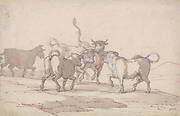 A Group of Five Bulls about to Fight