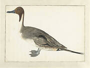 Drake Pintail