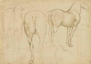 Studies of a horse