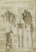 Recto: The skeleton. Verso: The muscles of the face and arm, and the nerves and veins of the hand