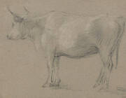 Study of a Cow