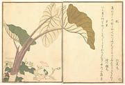 『画本虫撰』  「虻」「芋虫」|Horsefly (abu); Green Caterpillar, imomushi, from the Picture Book of Crawling Creatures (Ehon mushi erami)