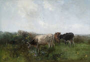 Cattle in the Meadows