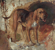 Study of a bloodhound