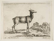 Plate 15: doe, from 'Various animals' (Diversi animali)