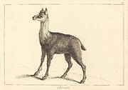 Chamois (Chamois)