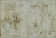 Recto: The ventricles, papillary muscles and tricuspid valve. Verso: The heart and coronary vessels