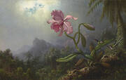 Two Hummingbirds with an Orchid