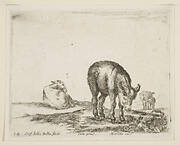 Plate 24: donkeys, from 'Various animals' (Diversi animali)