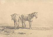 Two Old Horses Standing in a Field