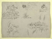 Botanical Sketches, Colombia