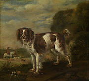 A spaniel