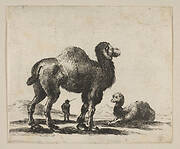 Plate 17: camels, from 'Various animals' (Diversi animali)