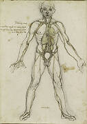 The major organs and vessels