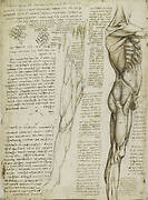 Recto: The muscles of the leg. Verso: The muscles of the trunk and leg