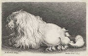 Witte hond