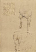 Studies of a horse