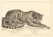 Leopart (Leopard or Tiger)