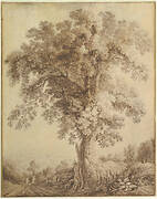 A Large Tree at Albano