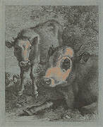 Reclining Cow and Calf in the Open