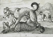 Two Dogs Fighting