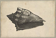 Shell: Hebrew Volute ( Voluta ebraea L)