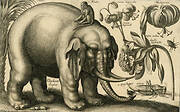 Elephant, Monkey, Flowers, and Insects