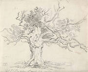 A Stunted Oak