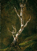 Study of a Birch Tree