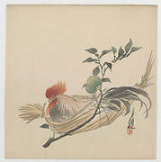 Cock Resting In Basket With Daidai Plant