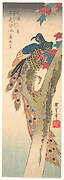 歌川広重画　楓に孔雀|Peacock Perched on a Maple Tree