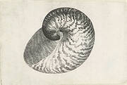 Schelp, nautilus pompilius