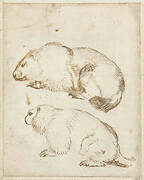 Two Studies of a Marmot