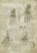 Recto: The bones, muscles and tendons of the hand. Verso: The bones of the hand