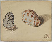 An Arrowhead Blue Butterfly and a Scotch Bonnet Sea Shell